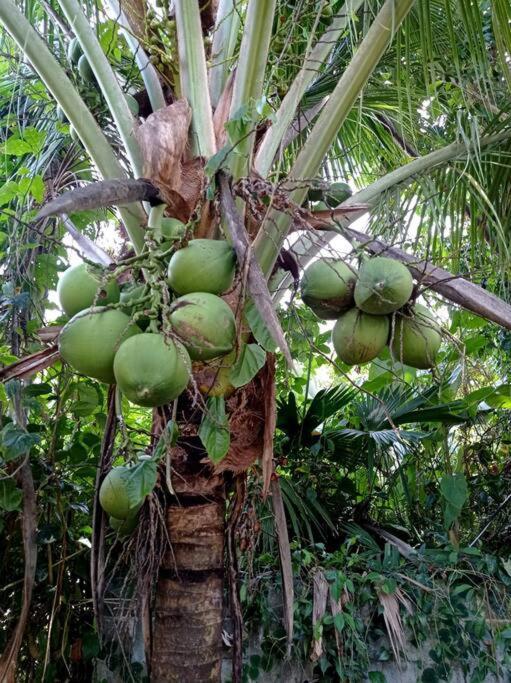 Willa Green Papaya Puerto Viejo de Talamanca Zewnętrze zdjęcie